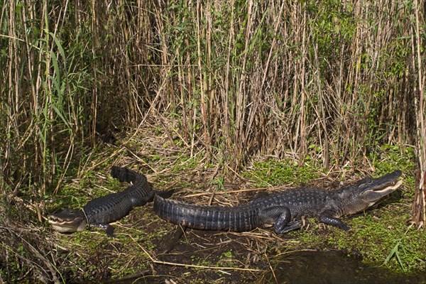 Alligator