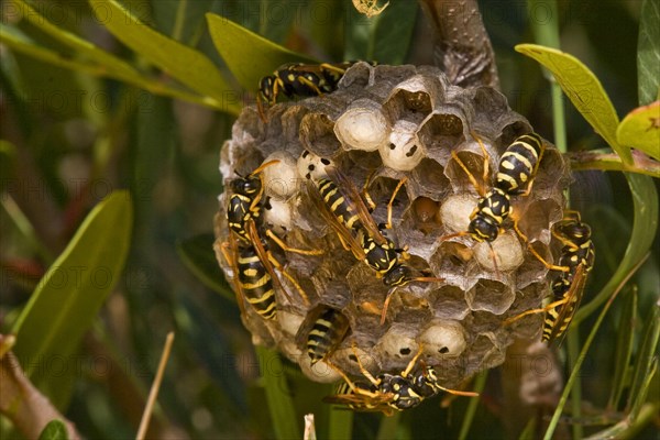 Field wasp