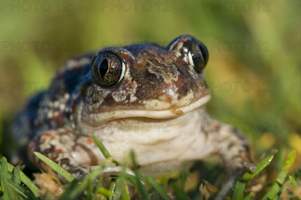 Common spadefoot