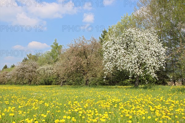 Apple tree