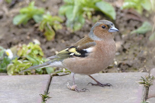 Male Common chaffinch