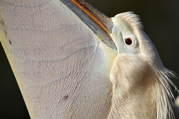 White pelican