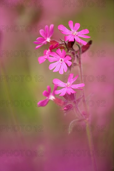 Red campion