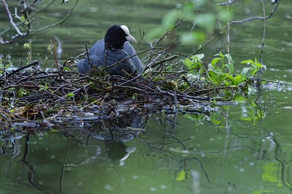 Eurasian coot