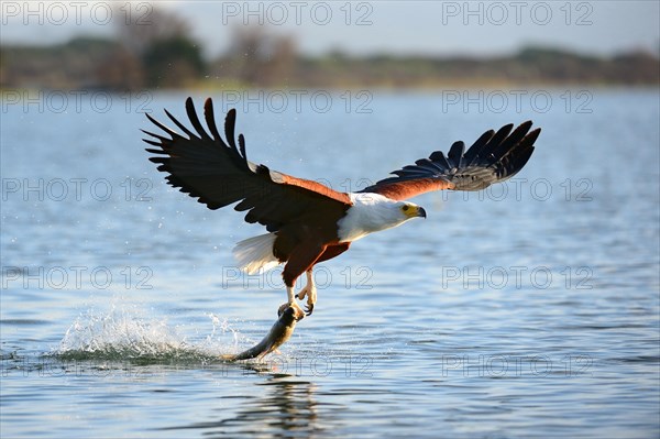 African fish eagle