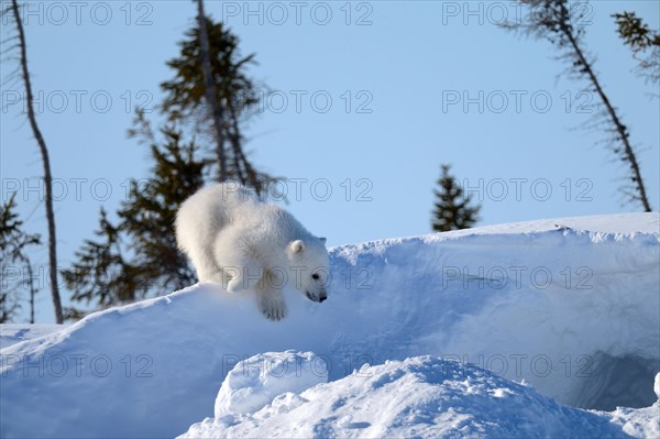 Polar bear