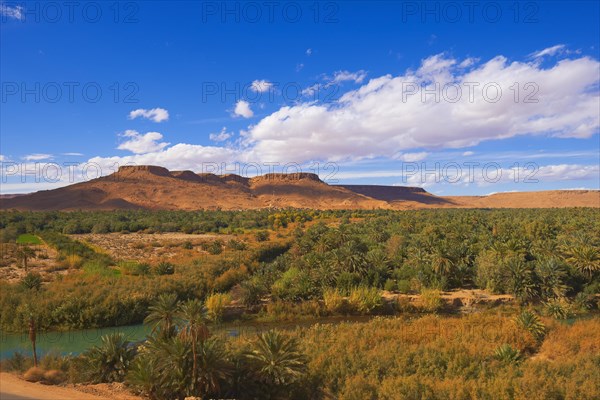 Tafilalet Oasis