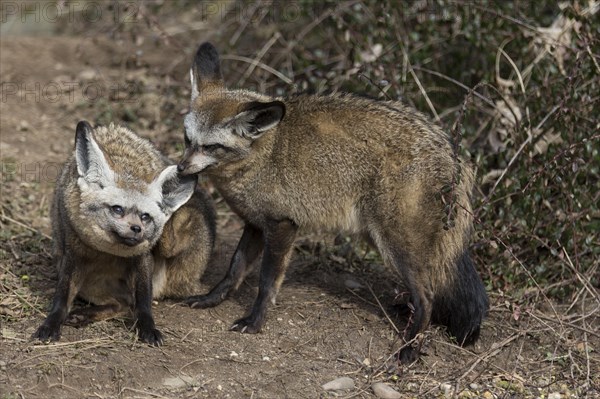 Eared Foxes