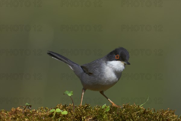 Sardinian Warbler