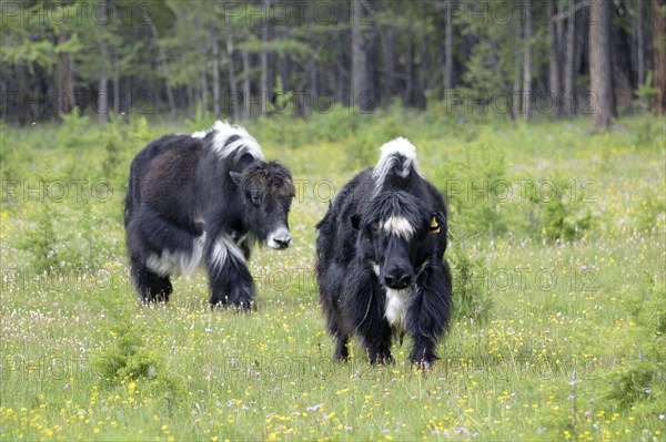 Domestic yaks