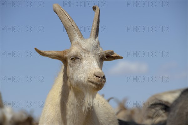 Cashmere goat