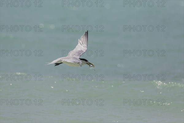 Greater Crested Tern