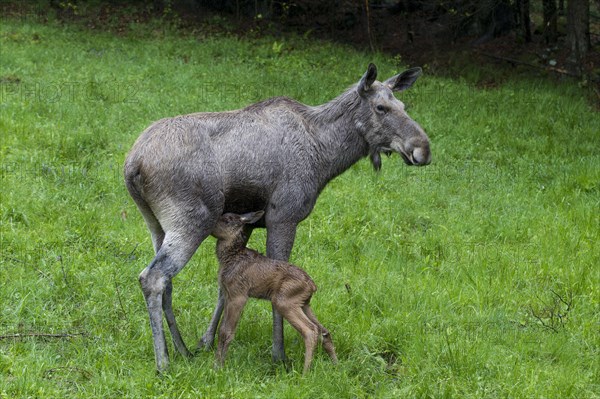 Elk