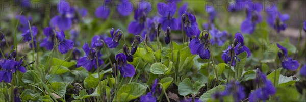 Earl Dog-Violet