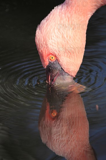 Lesser flamingo