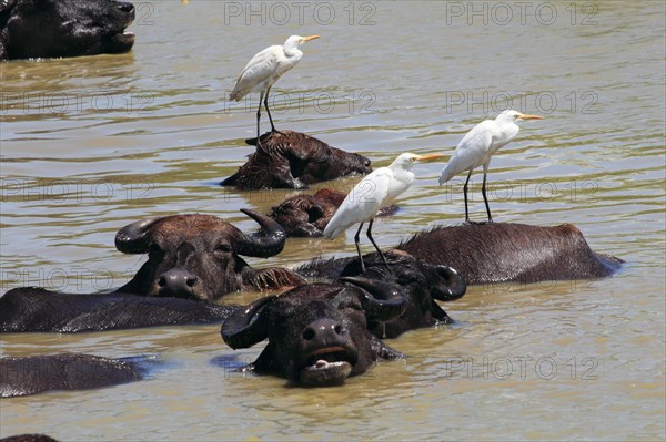 Asian water buffalo