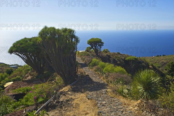 Dragon tree on the north coast