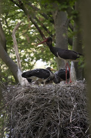 Black stork