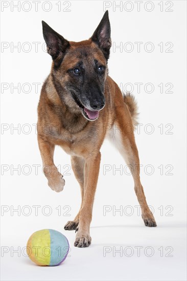 Malinois