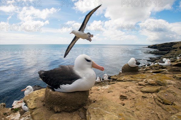 Black-browed Albatross