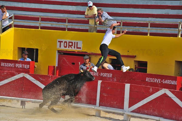 Bullfight