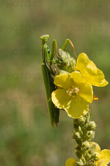 European mantis