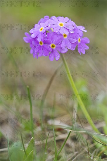 Bird's eye primrose