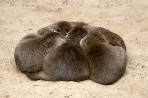 Oriental small clawed otter