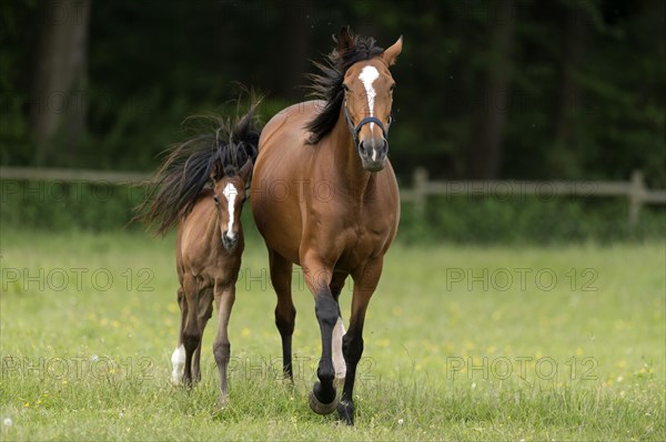 English thoroughbred