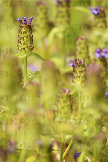 Common selfheal