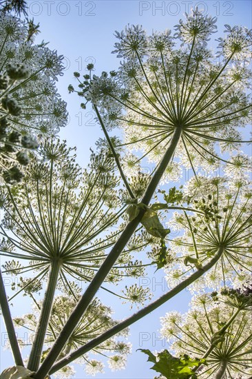 Giant hawkweed