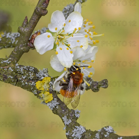 Pale bitter mining bee