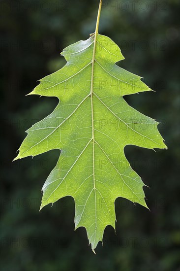 Leaf