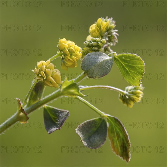 Black medick