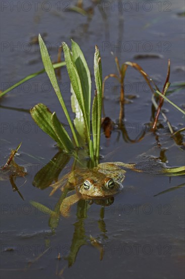 Natterjack Toad