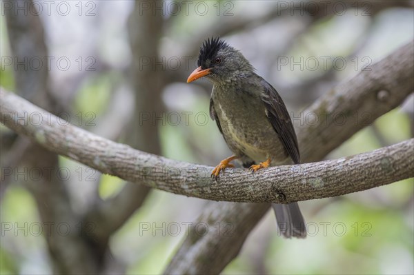 Seychelles bulbul