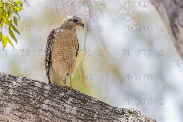 Red-shouldered hawk