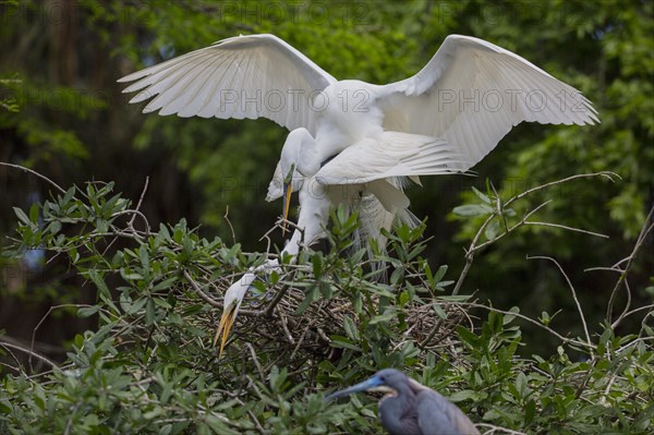 Great egret