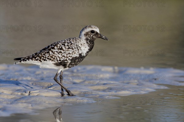 Black-bellied Plover