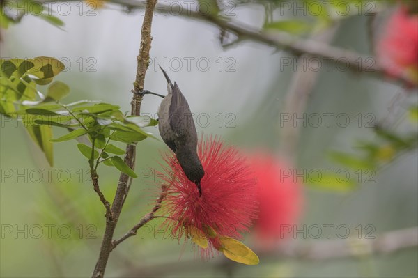 Seychelles Sunbird