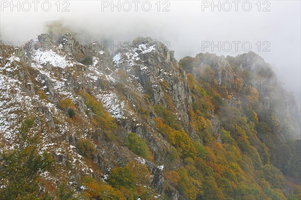 Mixed forest