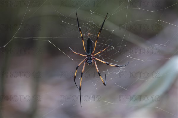 Silk spider