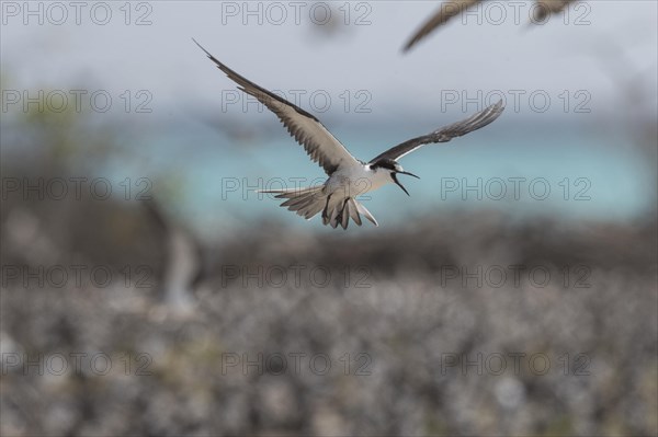 Russian Tern