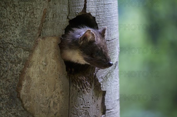 European pine marten