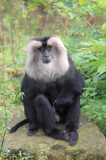 Lion-tailed macaque