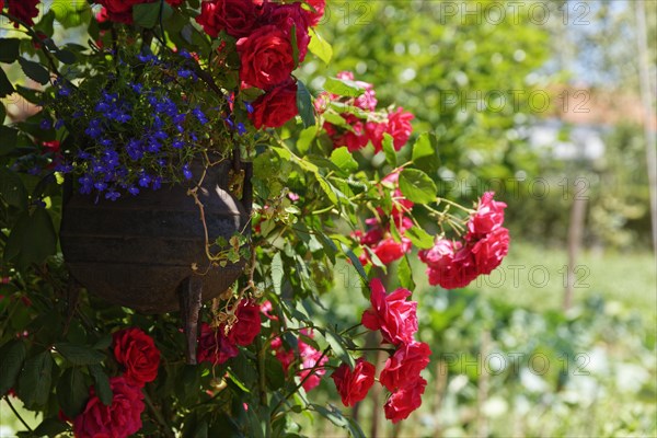 Planter with roses