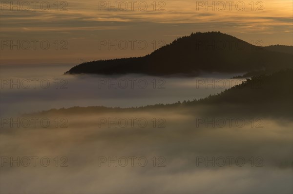 Palatinate Forest
