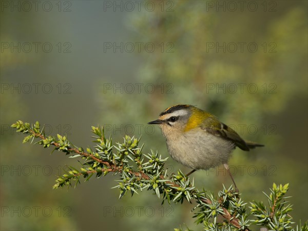 Common firecrest