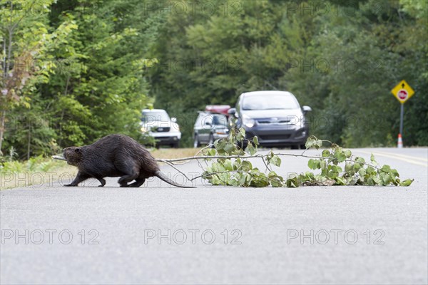 Beaver pulling a tree across a road