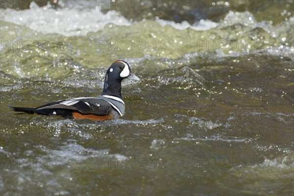 Harlequin duck